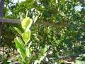 Citron Growing on a California Farm (Esrog / Etrog)