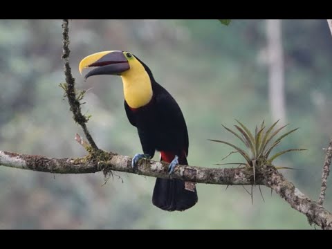 <p>Birding the Columbian Andes</p>
 video thumbnail