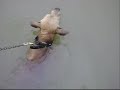 Forest Pig Hound.wmv