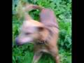 videos de Forest Pig Hound.wmv