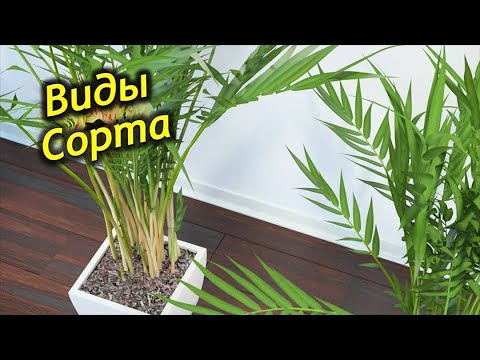 Разновидности Хамедореи, виды и популярные сорта