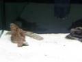 Arowana Feeding and Bichir Digging.