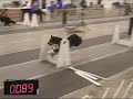 Flyball - FBI: Lucy, Max, Po and Jackie O