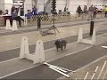 Flyball - FBI: Lucy, Max, Po and Jackie O