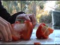Frozen pepper Frozen pepper