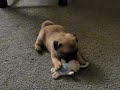 Pug Puppy @ 6 Weeks! Pug Puppy @ 6 Weeks!