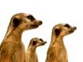 NEW! TELUS Commercial "Epic"