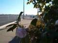 CGOLD Arnold Schwartzenegger Executive Airport KSAC 1 2007