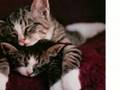 videos de my frends
