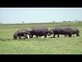 Hippos take a dive