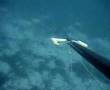Spearfishing Georgalis