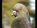 Old Pigeon Lady Old Pigeon Lady