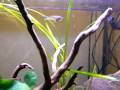 Pseudomugil furcatus & Neocaridina heteropoda