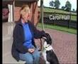 Border Collie video