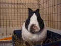 New Numa featuring Rabbits