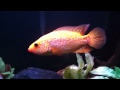 Xanthic Parachromis Managuensis pt 4 (120g tank now)