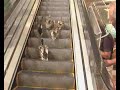 Somedays I feel just like a duck on an escalator!-- Ducks on an escalator http://bit.ly/yVAa3