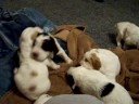 Springer Pups ~ Sept 2008 litter ~ Part 3