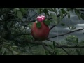 Our new TV commercial - Pink Lady®