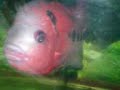 horn fish