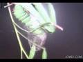 Time Lapse Cincta Silk Moth Caterpillar Spins Cocoon