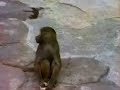 Scary monkey
