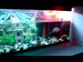 another vid of new setup