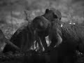 Clip A tribute to Flower and what her mate, Zaphod, might be singing to her.
Flower, Dominant female of the Whiskers mob, was bit by a snake wile they we... Video