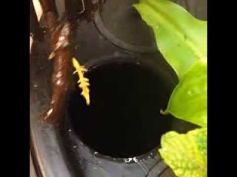 how to grow aeroponics