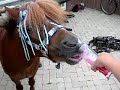 pony vchippy drink fernandes uit glas