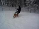 Playing in the Snow (3)
