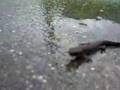 NEWTS RUNNING イモリの走り