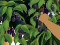 The Jambu Tree - Gujarati