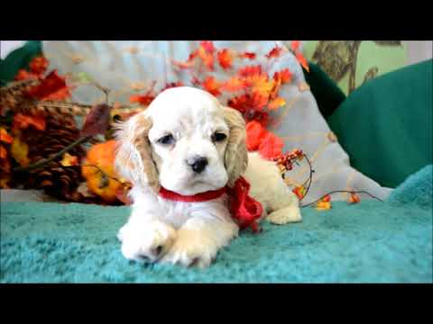 Wally AKC Buff Male Cocker Spaniel Puppy for sale.