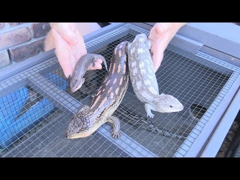 YouTube reptile video