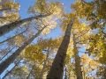 Aspen Grove Near Buena Vista, Colorado