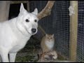 Witte herder Indy op bezoek