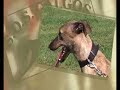 1er Paseo de Galgos en Gijon. Primera parte