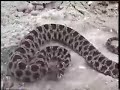 Rattlesnake Attacks Camera