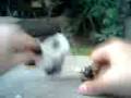 videos de I boludas... panda a full