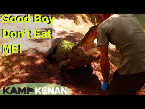 YouTube reptile video