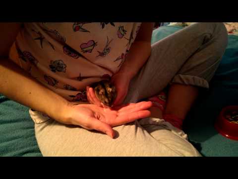 how to properly pick up a dwarf hamster