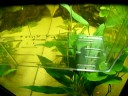 Corydoras Trilineatus fry, just hatched!