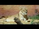 Lions Lions