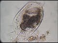 Ecología de Tratamientos Biológicos
