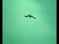bird watch at ship\