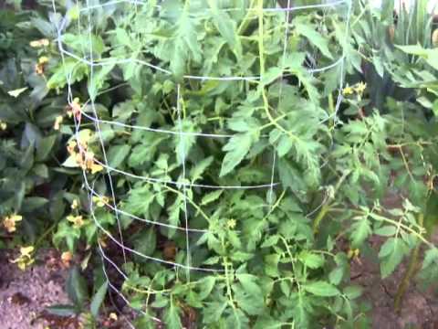 how to treat zucchini fungus