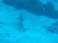 White Tip Shark x2.AVI White Tip Shark x2.AVI