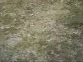 videos de Kamine Zoo