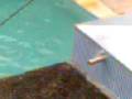 videos de casal 20 na piscina !